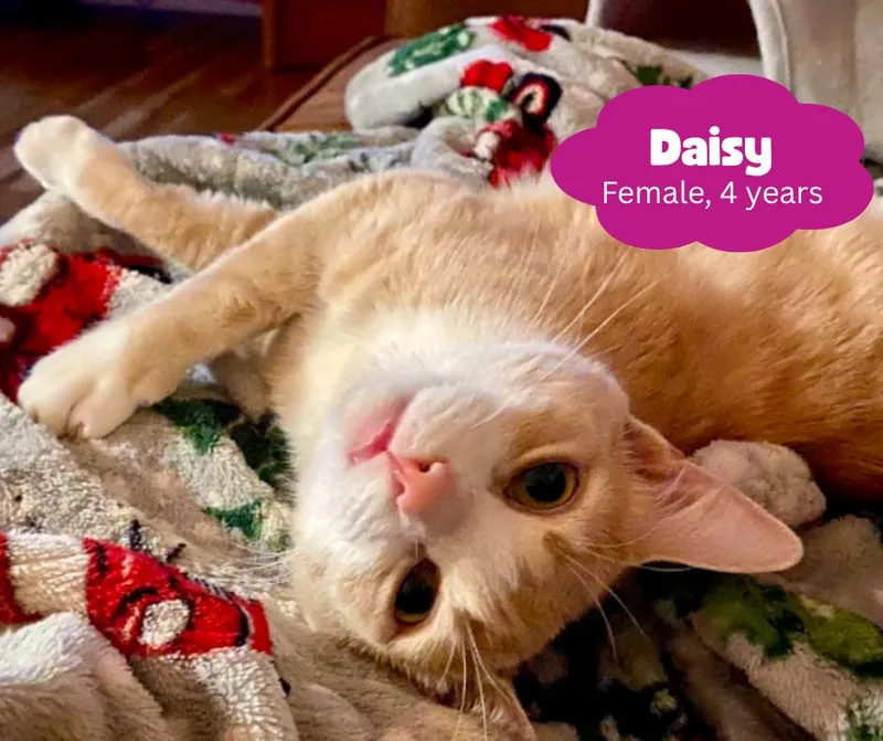 Daisy thumbnail 3