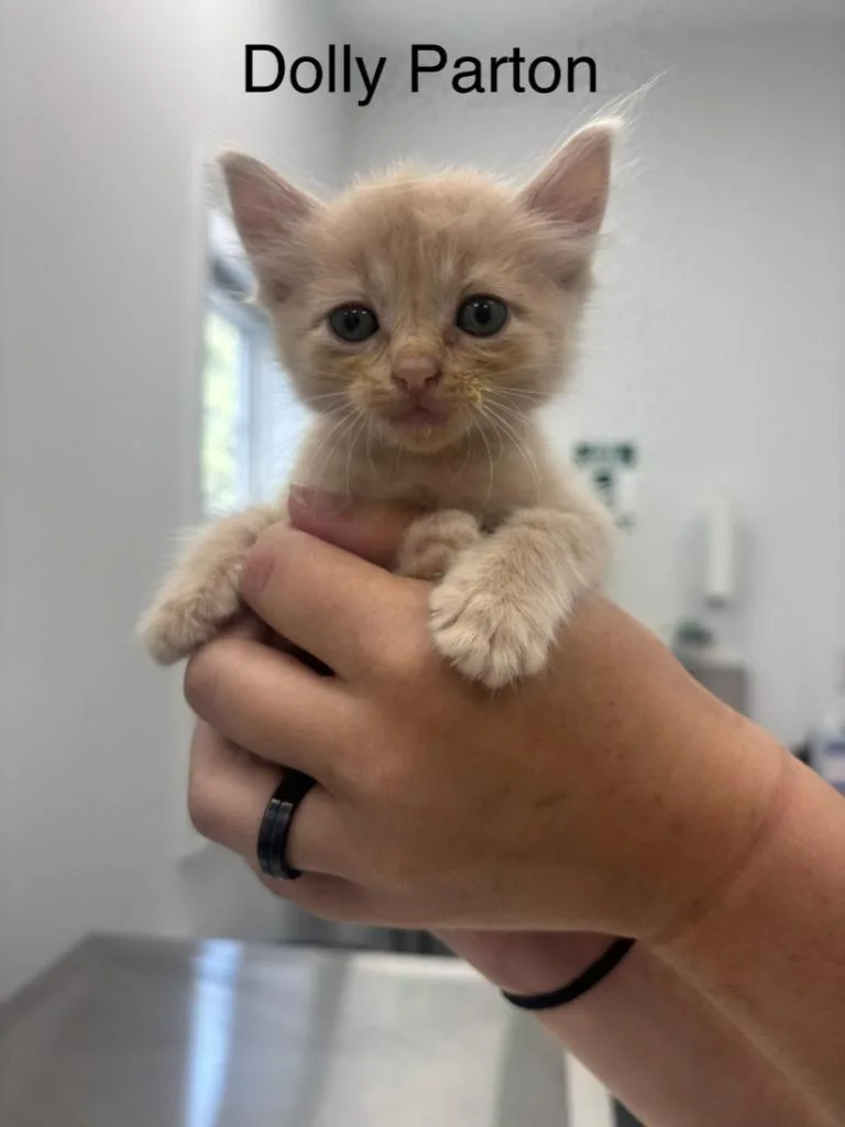 A baby small-sized female Domestic Short Hair cat named Dolly Parton for adoption in Cambridge, MD