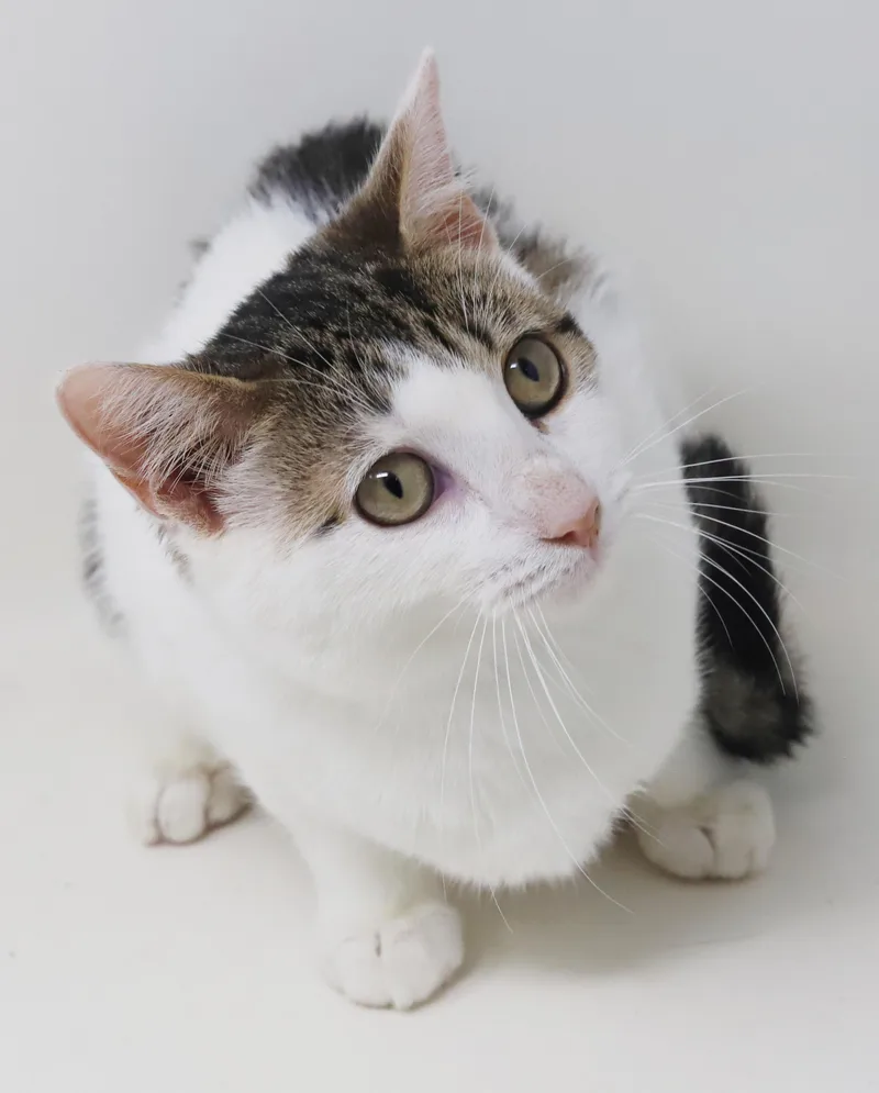 A baby small-sized female Turkish Van cat named Audrey Hepburn is a for adoption in Bedford Hills, NY