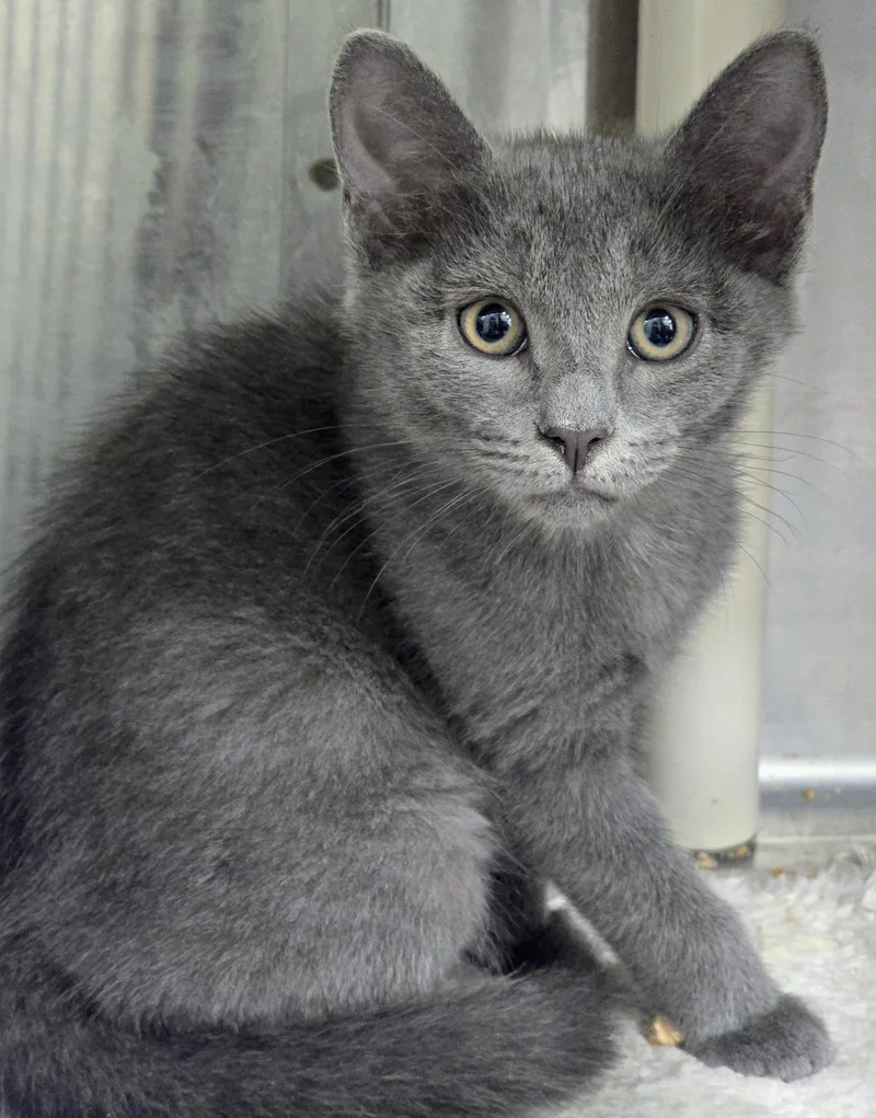A baby medium-sized female Gray / Blue / Silver Domestic Short Hair cat named Nala for adoption in Amityville, NY