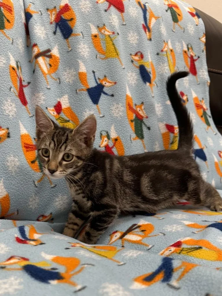A baby small-sized male Domestic Short Hair cat named JeanLuc for adoption in Newberg, OR