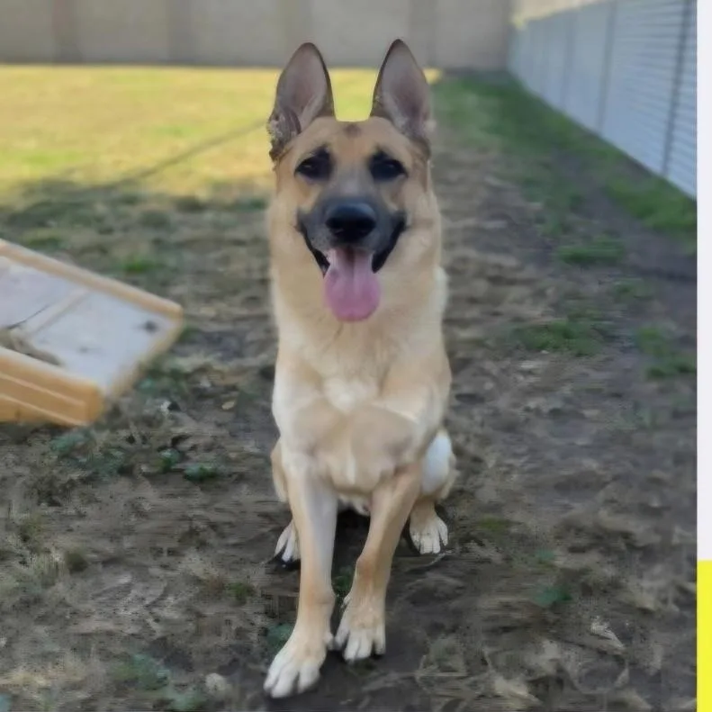 An adult large-sized male Yellow / Tan / Blond / Fawn German Shepherd Dog dog named Koda  Awesome GSD for adoption in Kirkland, WA