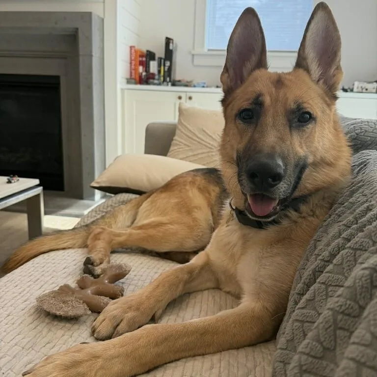 Koda  Awesome GSD thumbnail 3