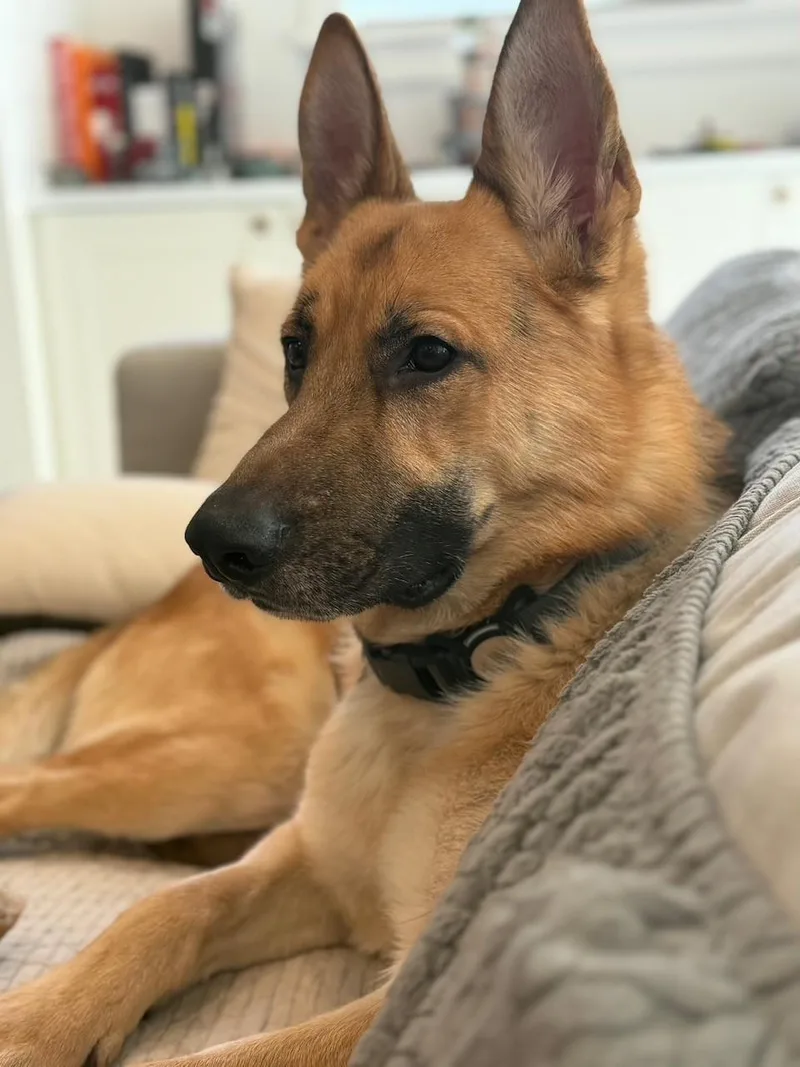 Koda  Awesome GSD thumbnail 4
