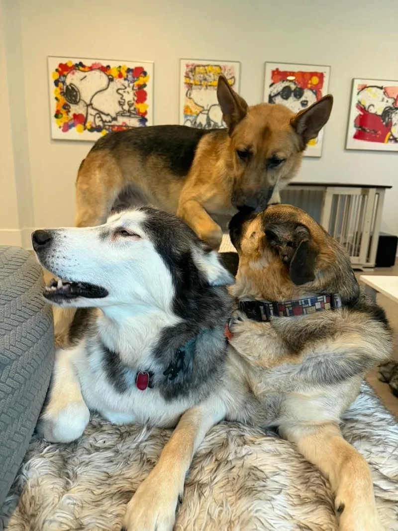 Koda  Awesome GSD thumbnail 6