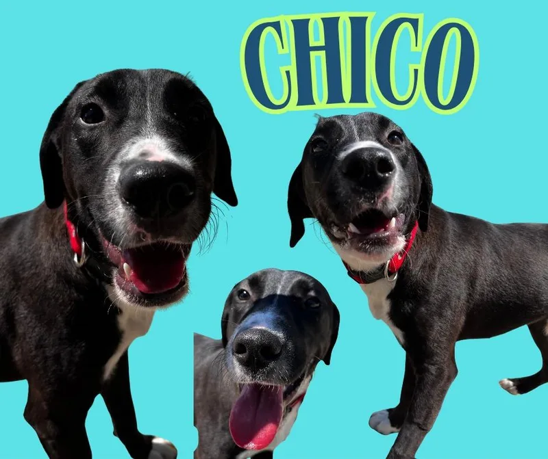 Chico