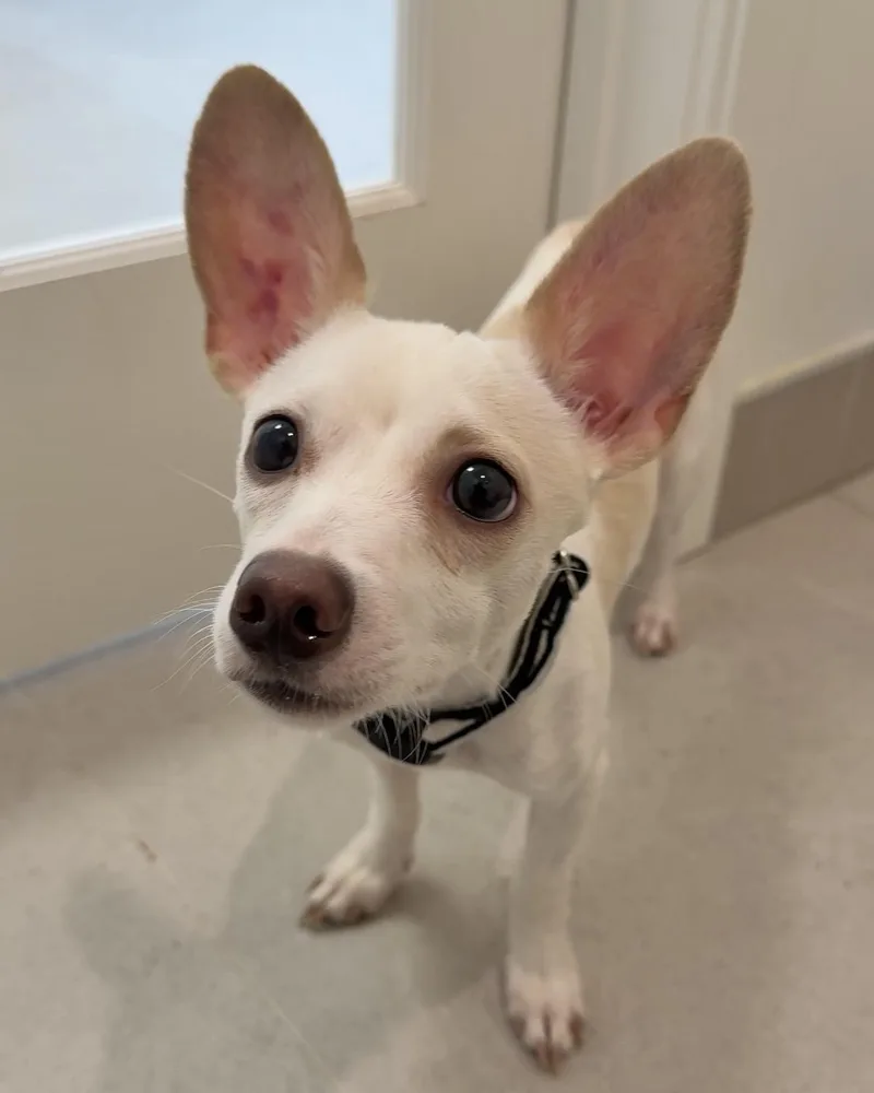 An adult small-sized male White / Cream Chihuahua dog named Chance for adoption in Evanston, IL