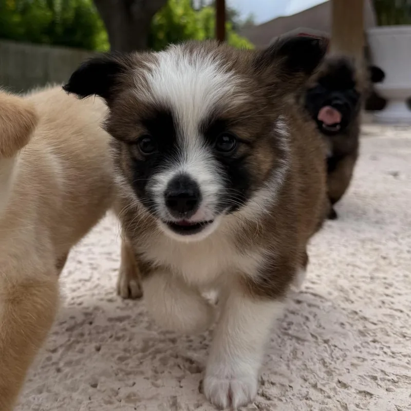 A baby small-sized male Tricolor (Brown, Black, & White) Lhasa Apso dog named Bones for adoption in Brownsville, TX