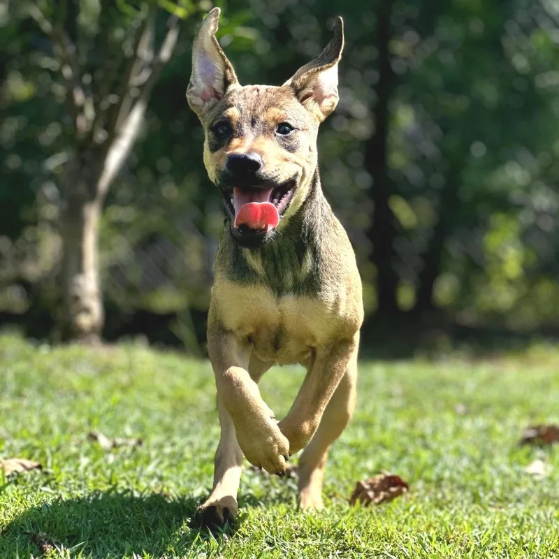 A young small-sized female Brown / Chocolate Mixed Breed dog named Jewel for adoption in Keaau, HI