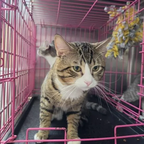 An adult large-sized male Brown / Chocolate Domestic Short Hair cat named Allen for adoption in Downers Grove, IL