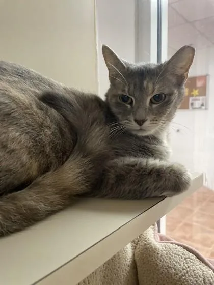 An adult small-sized female Domestic Short Hair cat named Magnolia for adoption in North Miami Beach, FL