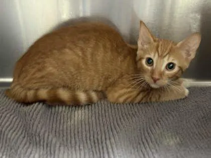 A baby small-sized male Domestic Short Hair cat named Garfield for adoption in Memphis, TN