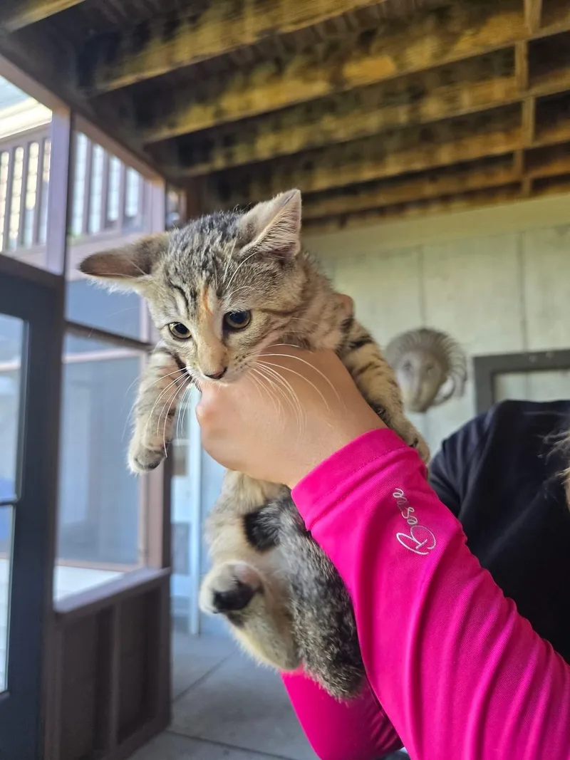 A baby medium-sized female Tabby (Brown / Chocolate) Domestic Short Hair cat named Mike for adoption in Manhattan, KS