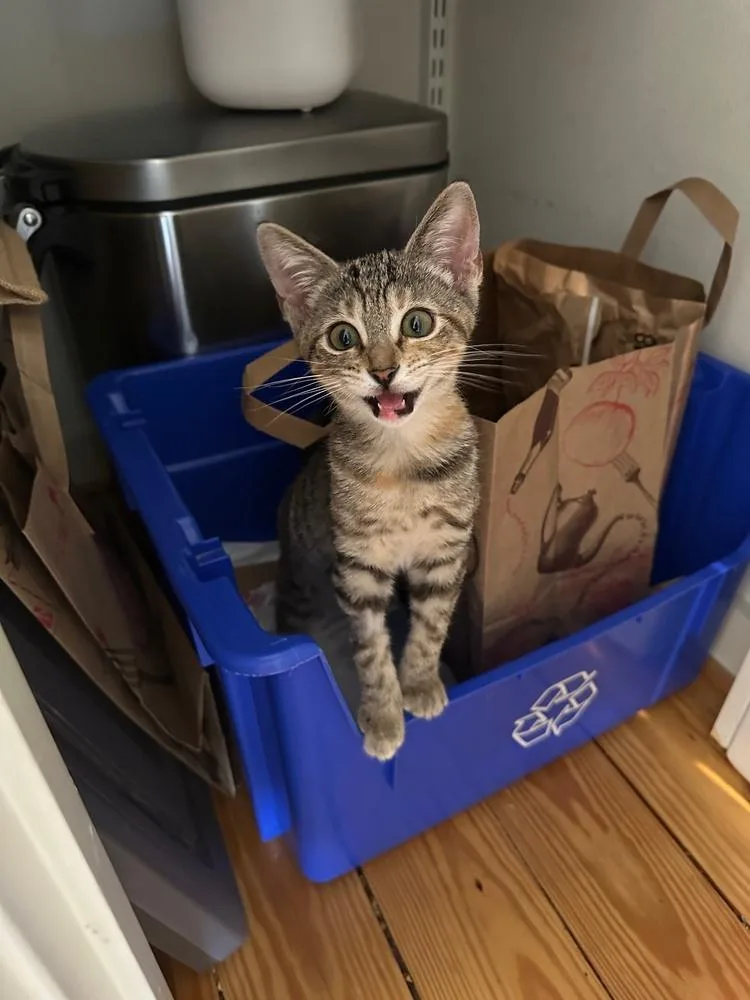 Shortbread thumbnail 3