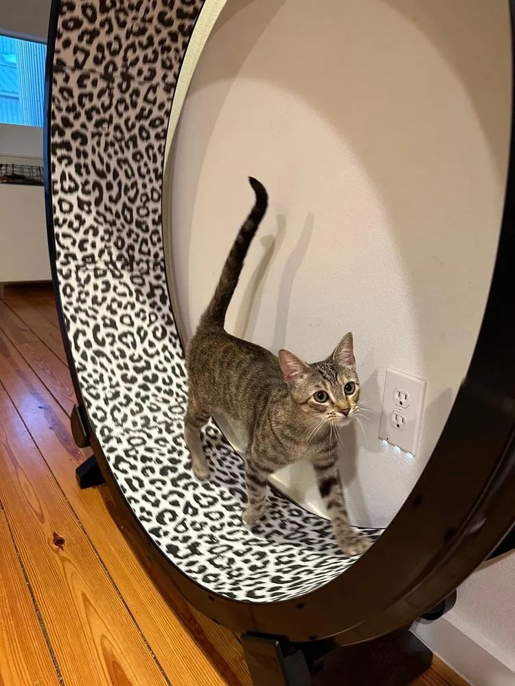 Shortbread thumbnail 4