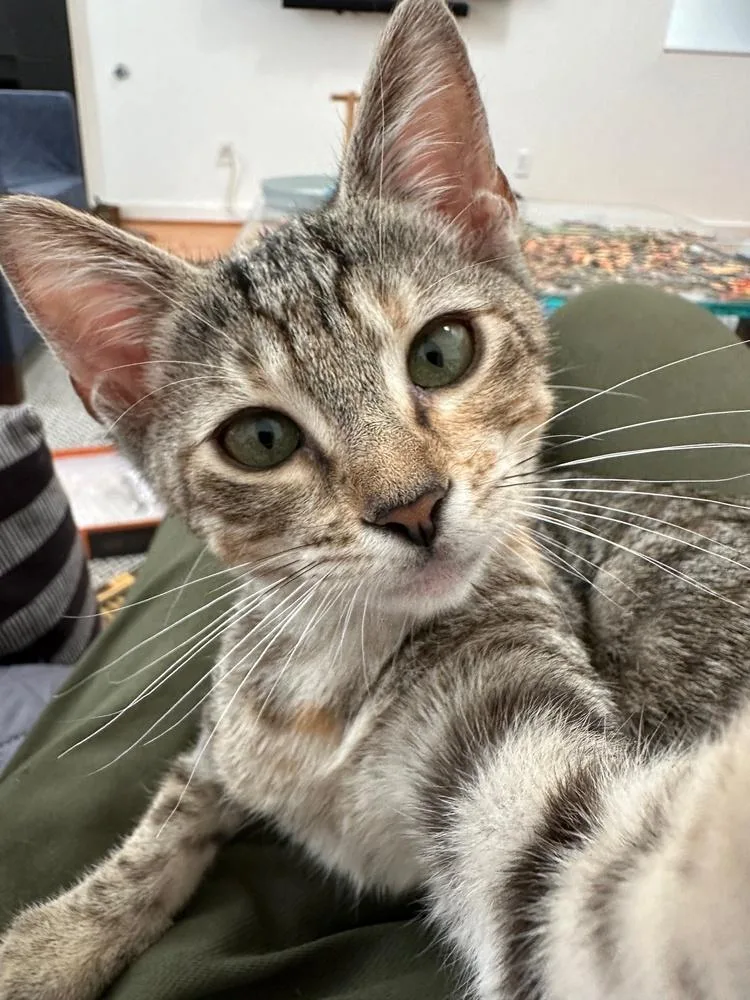 Shortbread thumbnail 5