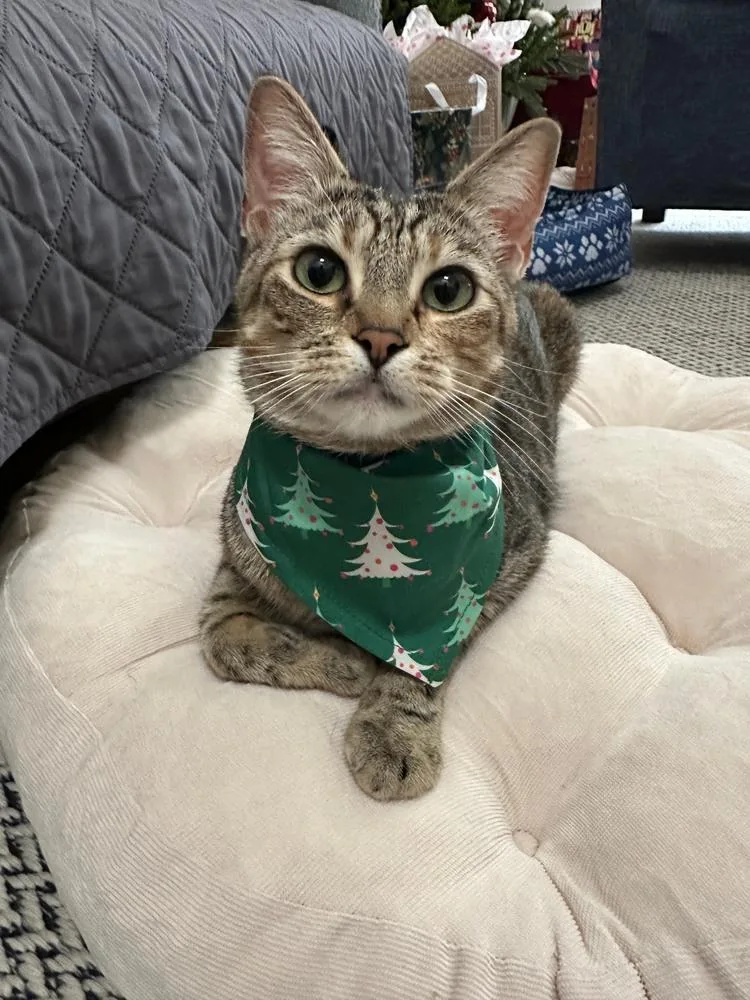 Shortbread thumbnail 6