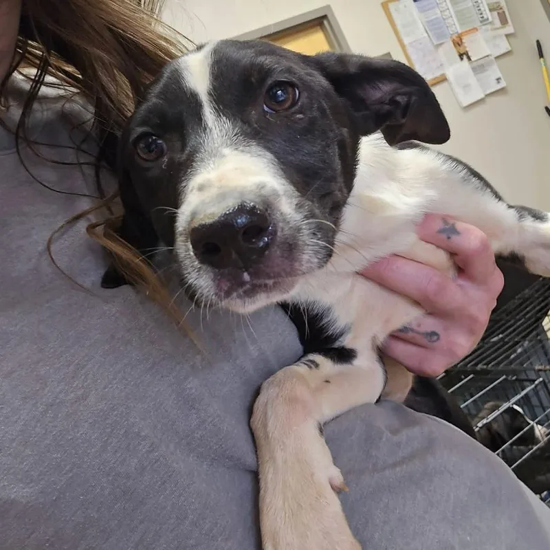 A baby small-sized female Australian Shepherd dog named Molly Jane  U for adoption in Tupelo, MS