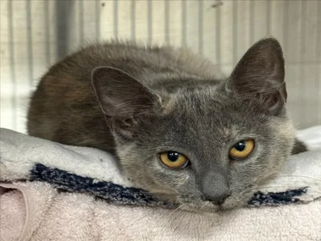 A baby medium-sized female Domestic Short Hair cat named Rusty for adoption in Woodland, CA
