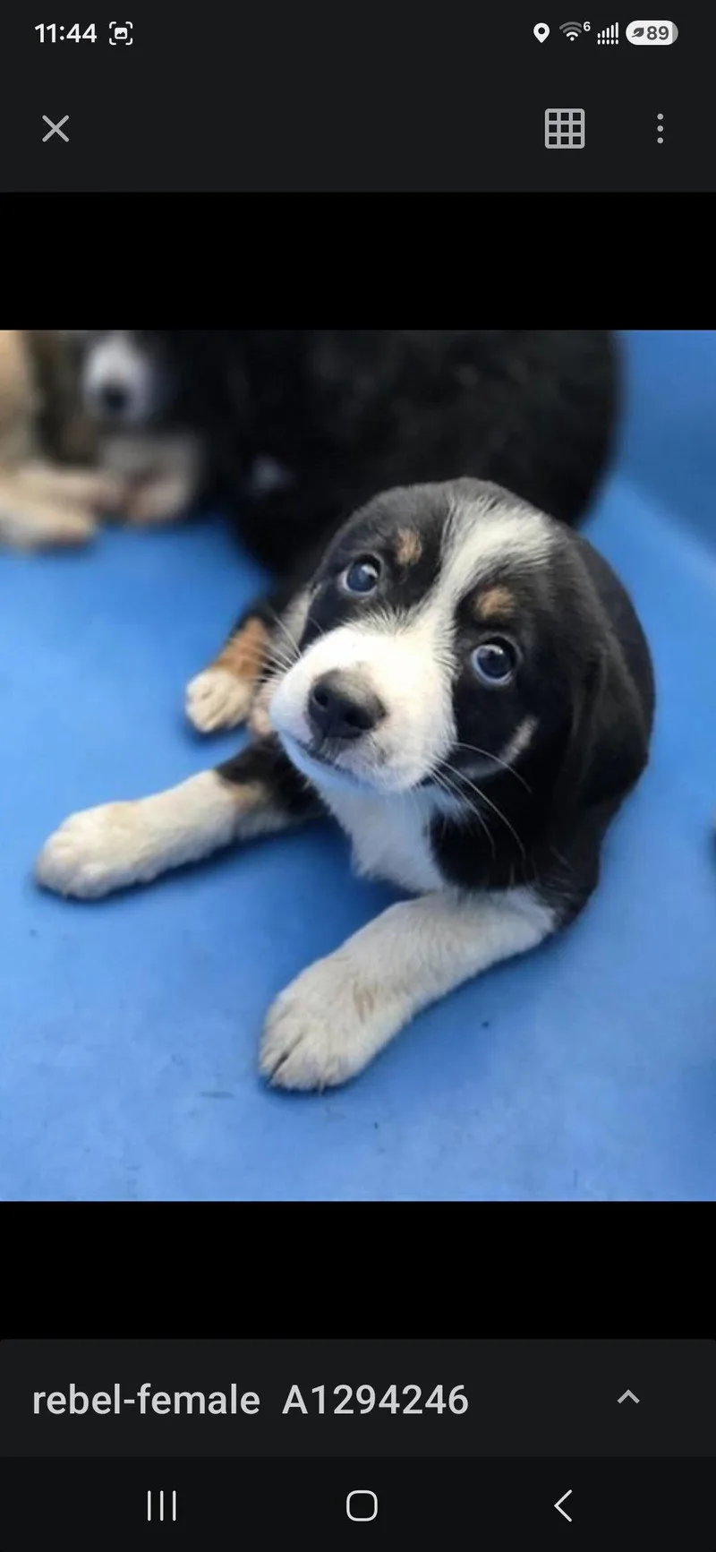 A baby medium-sized female Mixed Breed dog named Rebel for adoption in Holbrook, NY