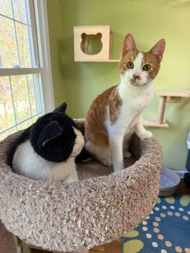 A young medium-sized female Orange & White Domestic Short Hair cat named Mira for adoption in Leesburg, VA