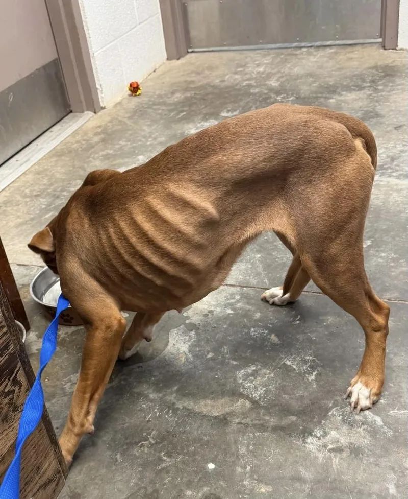 A young small-sized female Mixed Breed dog named Zara for adoption in Maryville, TN