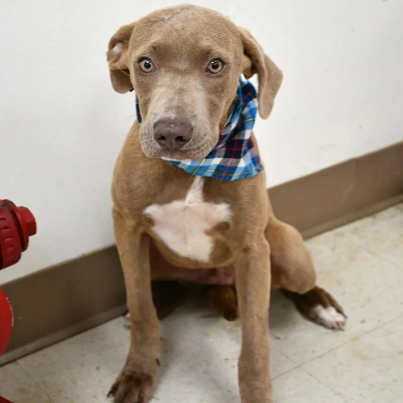 A baby medium-sized male Yellow / Tan / Blond / Fawn Weimaraner dog named Lestat for adoption in Beaumont, TX