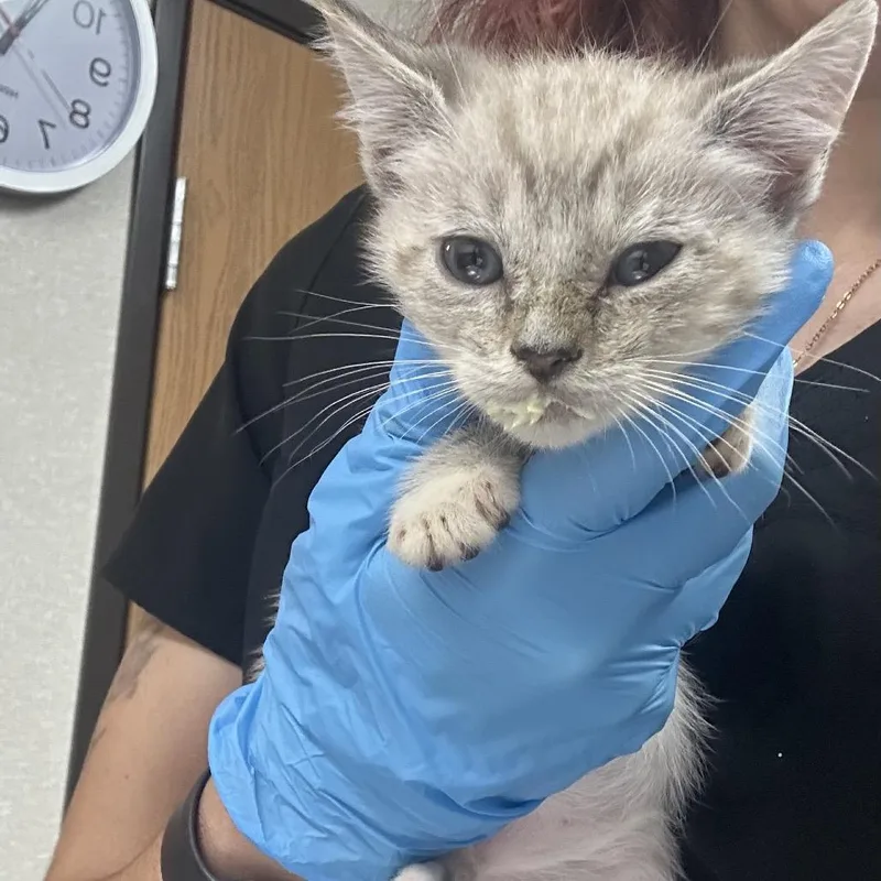 A baby small-sized male White Domestic Short Hair cat named Dior for adoption in Pensacola, FL