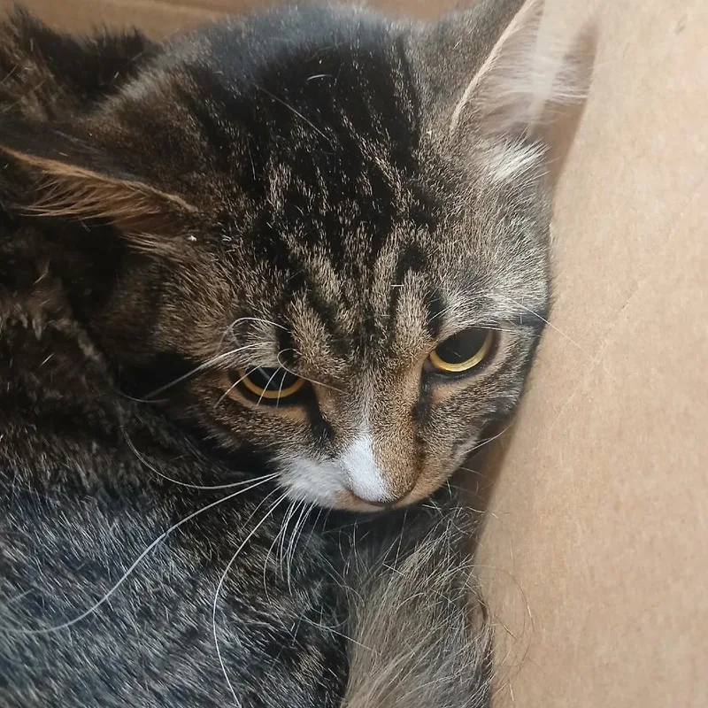 A young medium-sized male Brown / Chocolate Domestic Short Hair cat named Tiger for adoption in Newark, NJ
