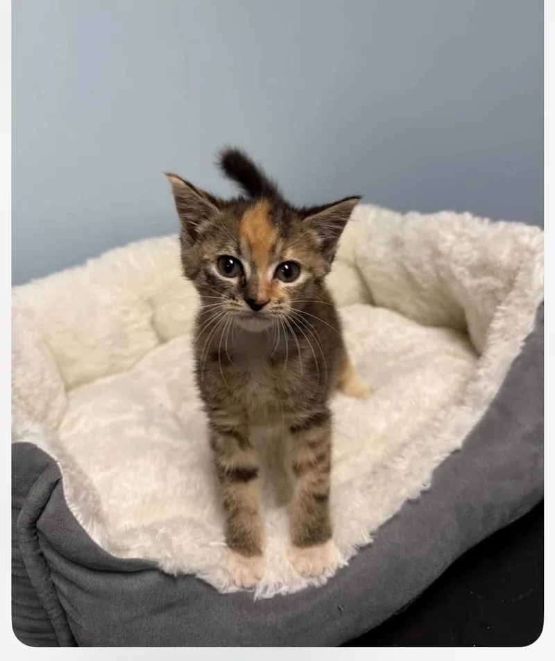 A baby medium-sized female Torbie cat named Dory for adoption in Kannapolis, NC
