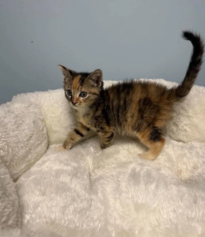 Dory thumbnail 2