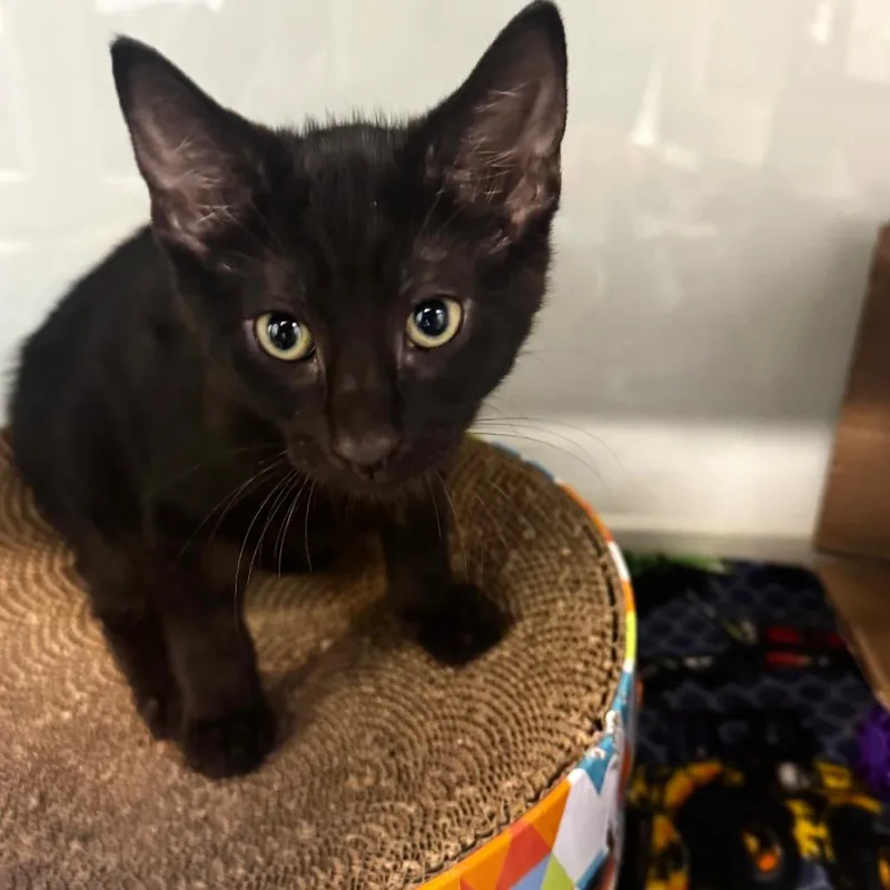 A baby small-sized male Black Domestic Short Hair cat named Brainy Smurf for adoption in Wheeling, IL