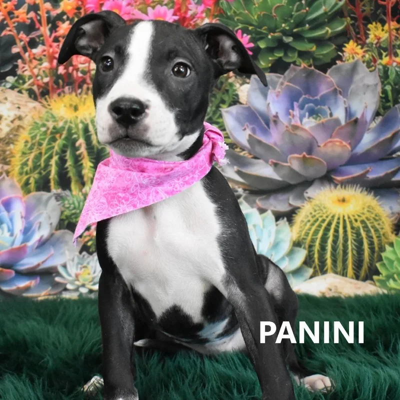 A baby small-sized female Black Pit Bull Terrier dog named Panini for adoption in Yuma, AZ