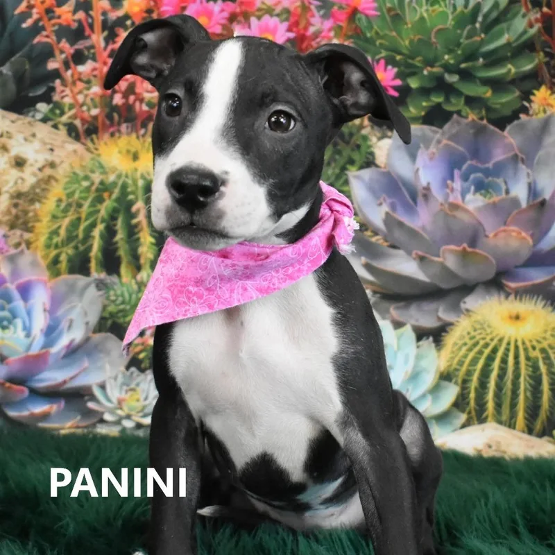 Panini thumbnail 2