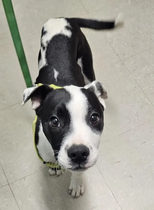 A baby small-sized male Mixed Breed dog named Aldi Moomoo for adoption in Mobile, AL