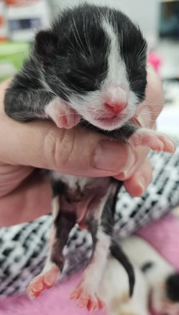 A baby small-sized male Domestic Short Hair cat named Cat In The Hat for adoption in Washington Court House, OH