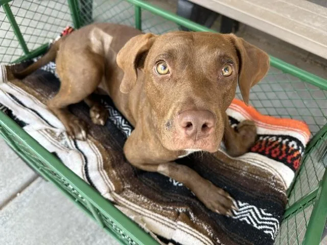 A young large-sized female Labrador Retriever dog named Tyla for adoption in Tucson, AZ