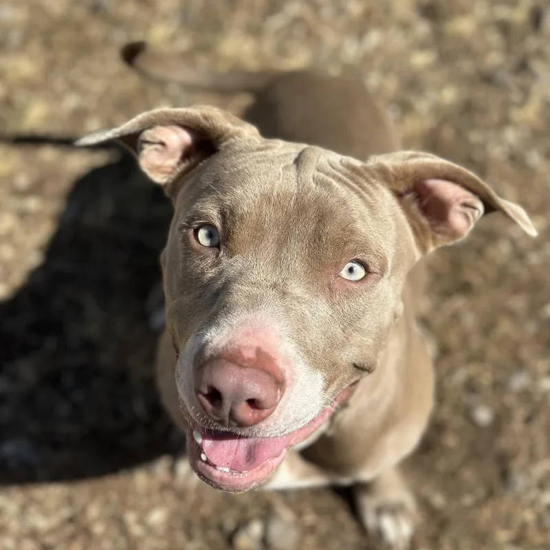 An adult large-sized male Gray / Blue / Silver Pit Bull Terrier dog named Champ for adoption in Fort Smith, AR