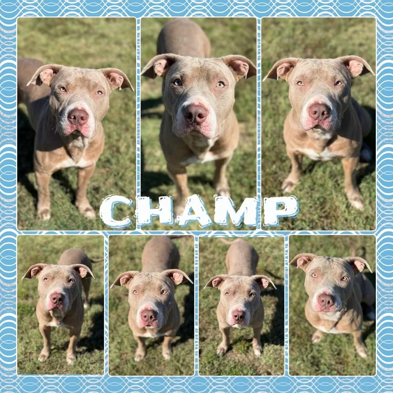 Champ thumbnail 2