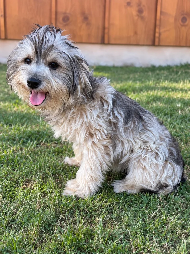 An adult small-sized male Yorkshire Terrier dog named Logan for adoption in Helotes, TX