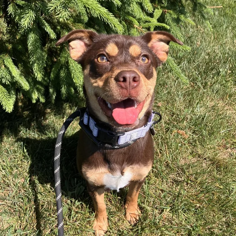 A young medium-sized female Red / Chestnut / Orange Mixed Breed dog named Zelda for adoption in Marshall, VA