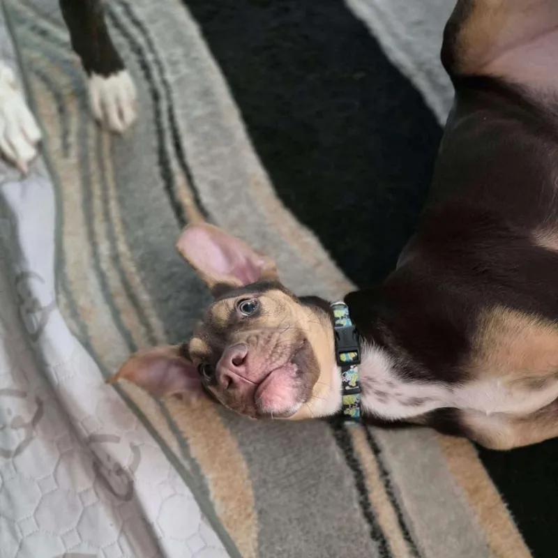 Koda