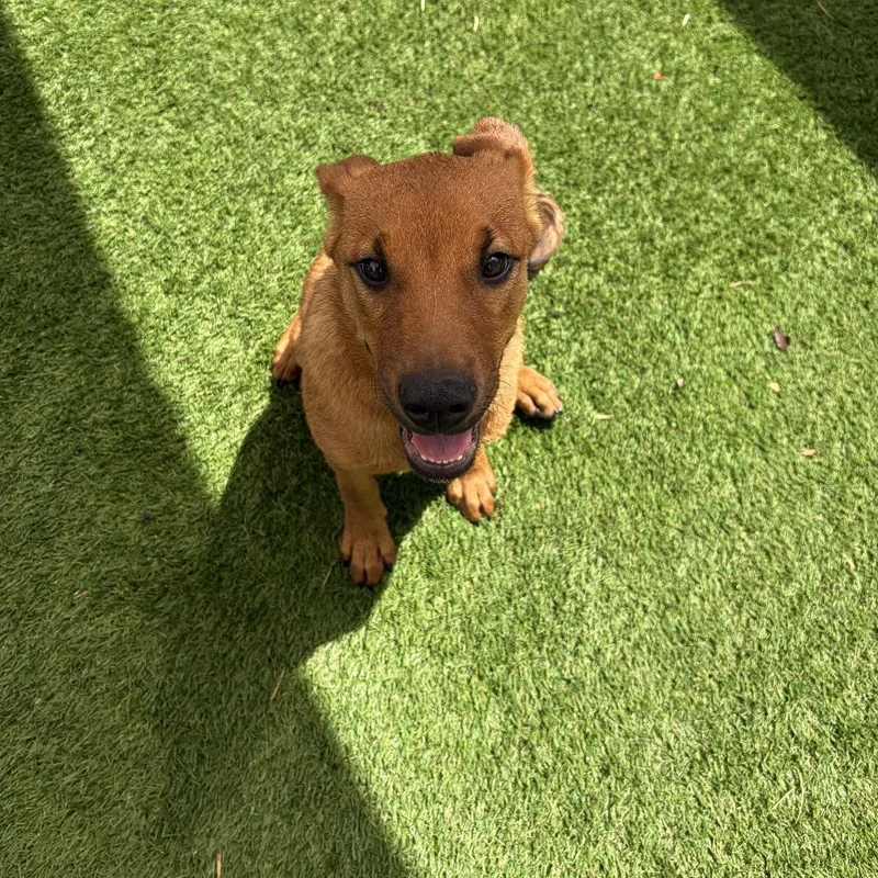 A baby medium-sized female Yellow / Tan / Blond / Fawn Belgian Shepherd / Malinois dog named Koda for adoption in LOXAHATCHEE, FL