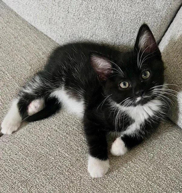 A baby medium-sized female Tuxedo cat named Monroe for adoption in West Hills, CA