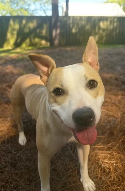 An adult medium-sized female Mixed Breed dog named Poppy for adoption in Jacksonville, FL