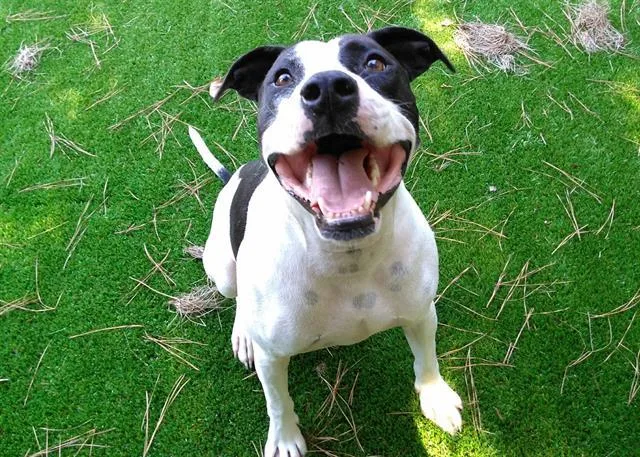 A senior large-sized male White / Cream Mixed Breed dog named Huey for adoption in Raleigh, NC