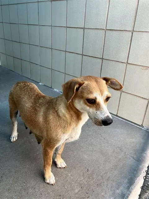 An adult medium-sized female Labrador Retriever dog named Shorty for adoption in Corpus Christi, TX