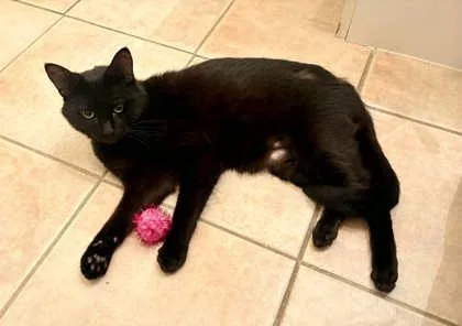 An adult medium-sized male Black Domestic Short Hair cat named Sheldon J. Plankton for adoption in Wichita, KS