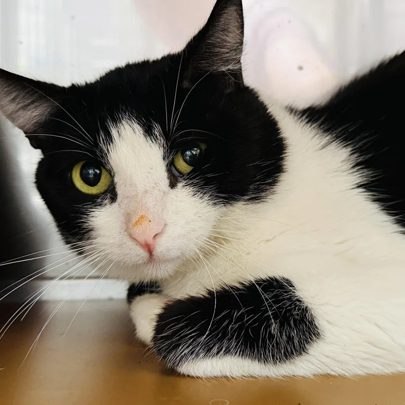 A baby medium-sized male Black Domestic Short Hair cat named Flounder for adoption in Oakland, CA