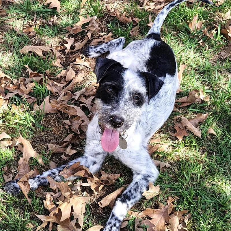 Cookie Possum thumbnail 2